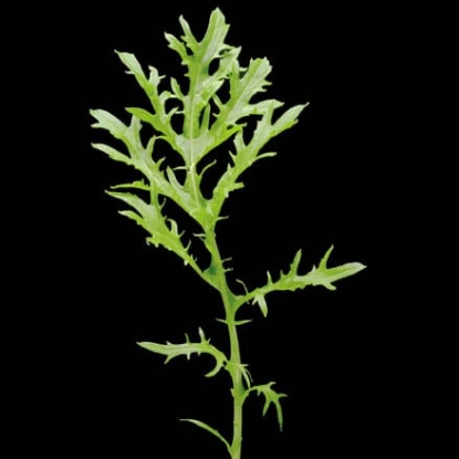 Picture of Mustard, Golden Streaks